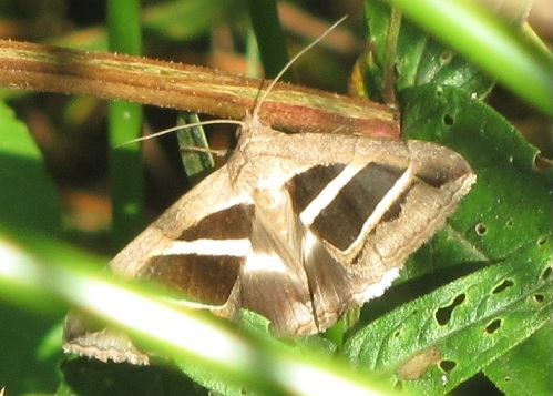 Grammodes bifasciata (Erebidae)